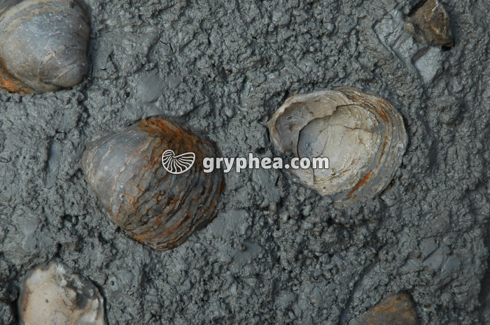 Huitres fossiles Falaise des Vaches Noires (Gryphaea dilatata, Callovien, Calvados, France) - gryphea.com